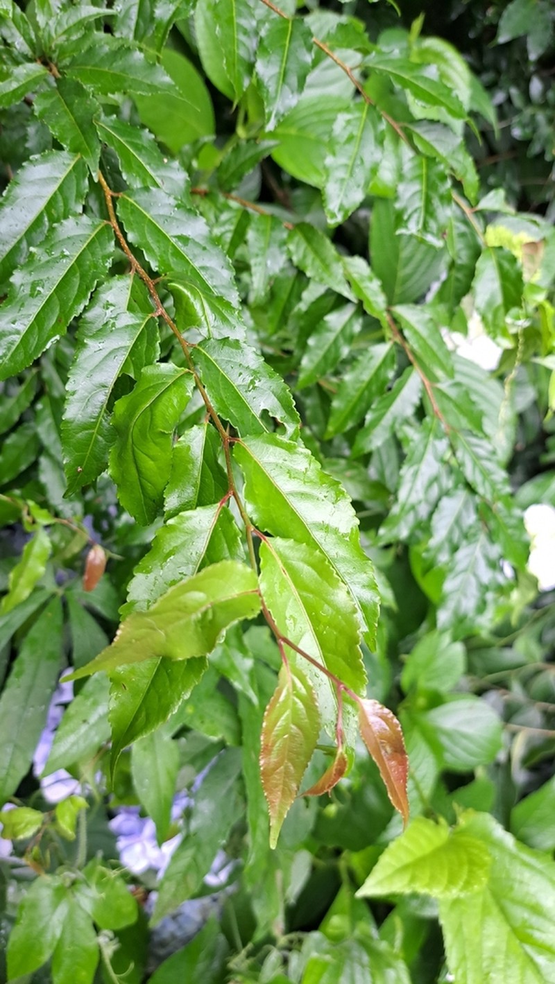 Xylosma pseudosalzmannii photo 8