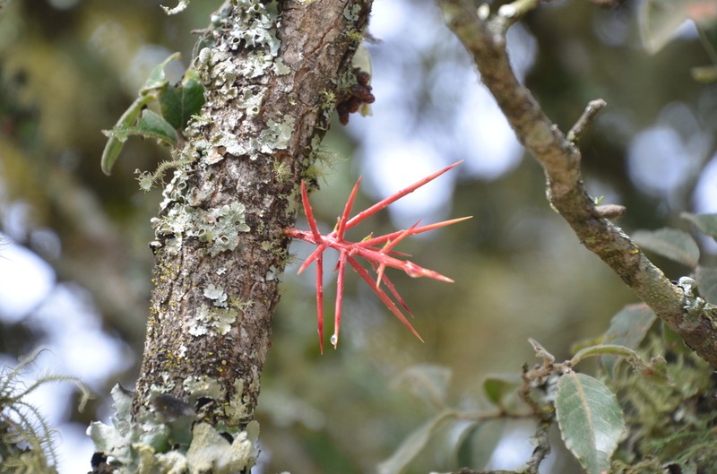Xylosma pubescens