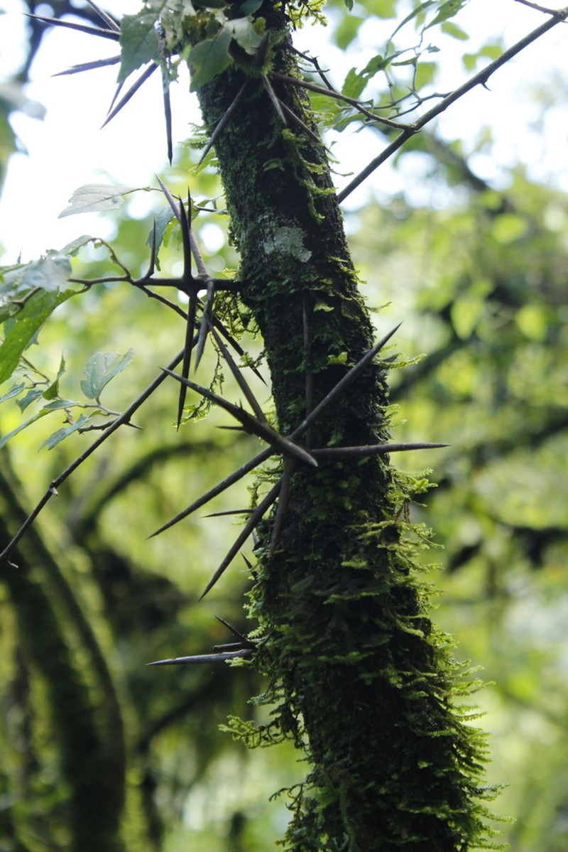 Xylosma pubescens photo 2