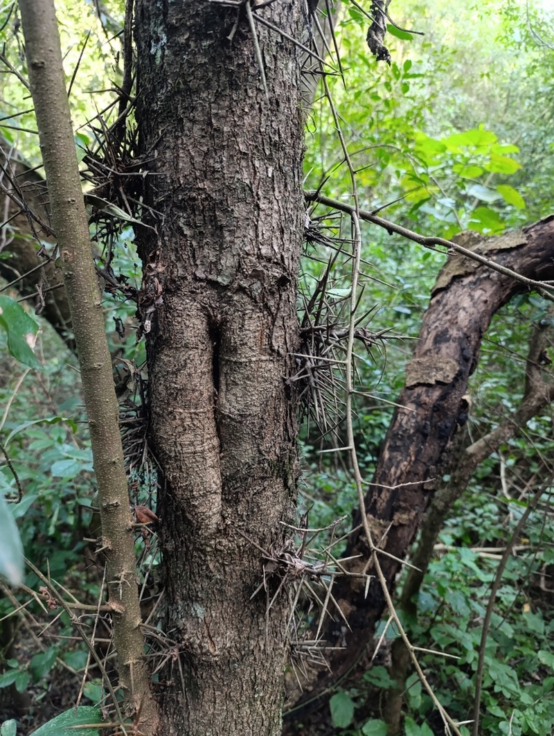 Xylosma pubescens photo 3