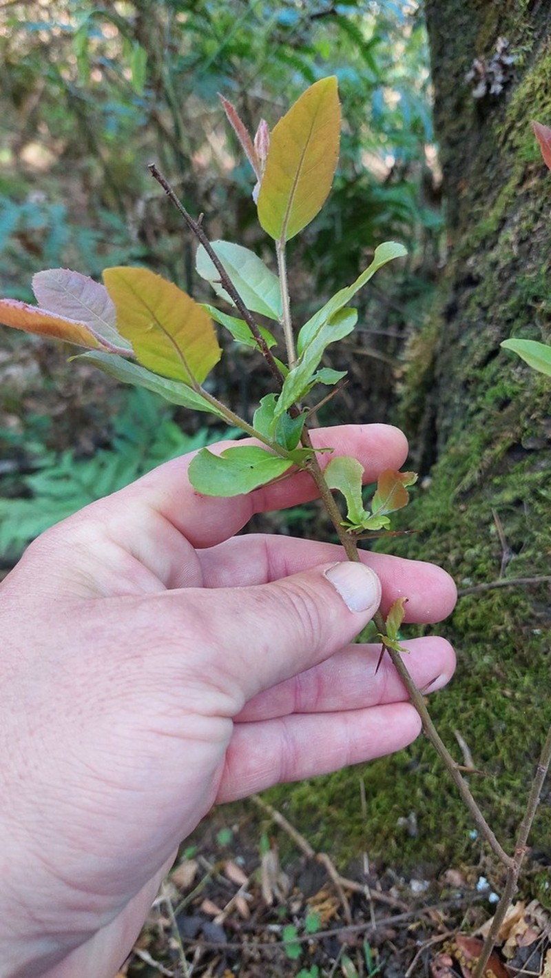 Xylosma pubescens photo 4