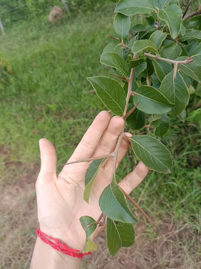 Xylosma pubescens photo 5