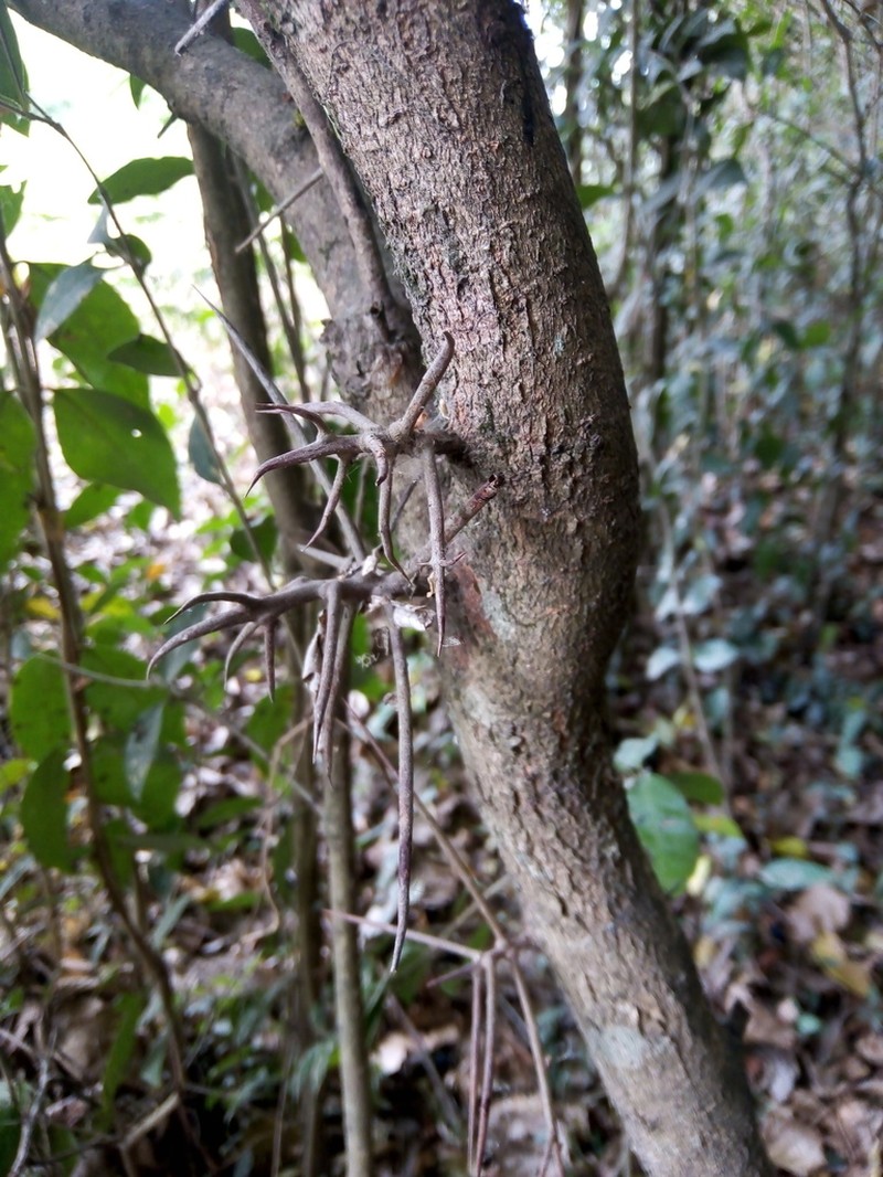Xylosma pubescens photo 6