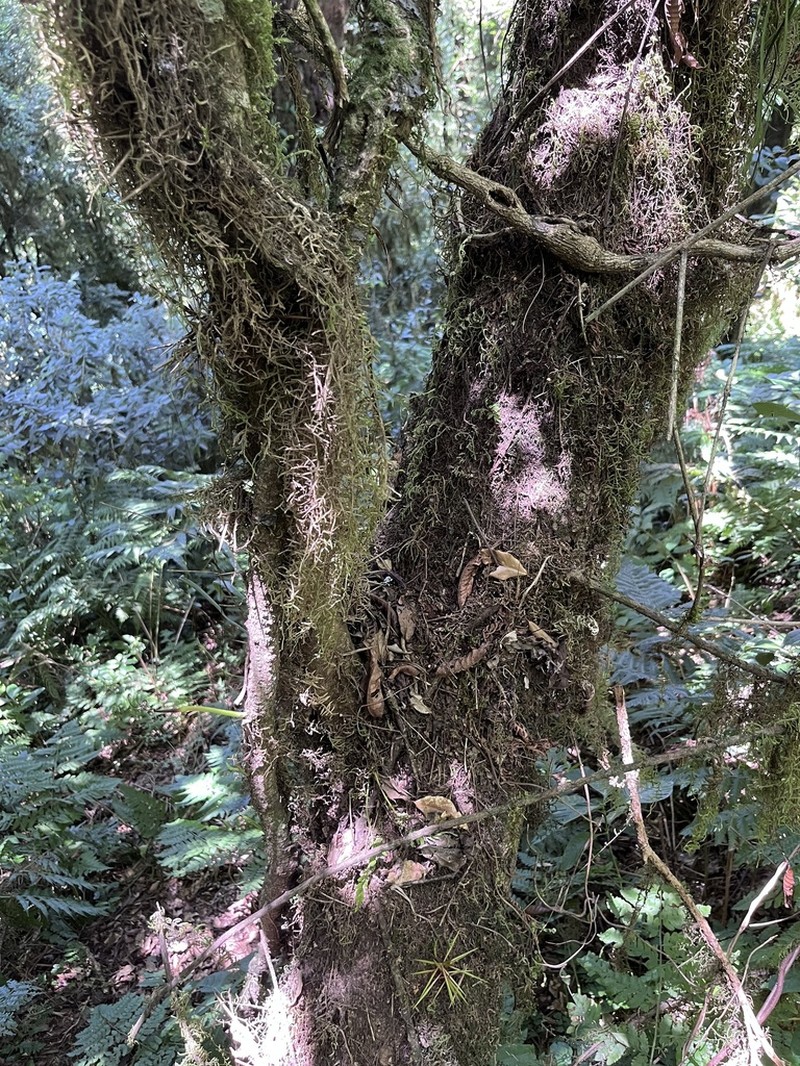 Xylosma pubescens photo 8