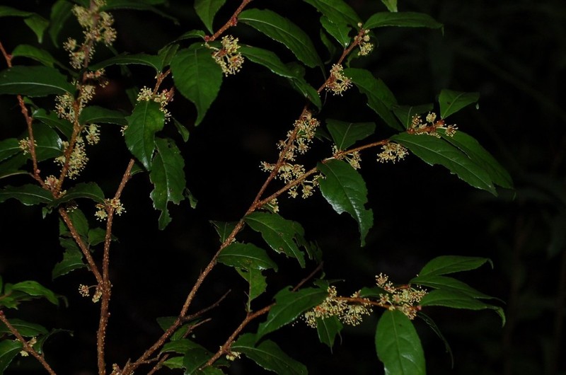 Xylosma quichensis