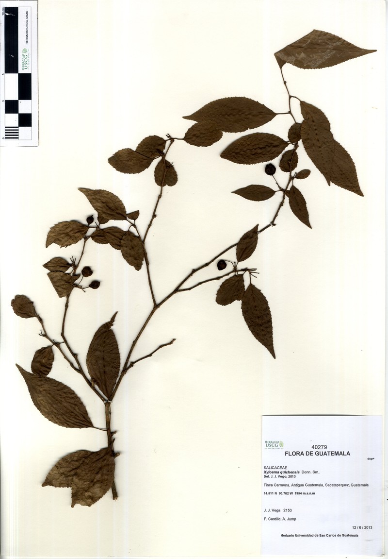 Xylosma quichensis photo 3