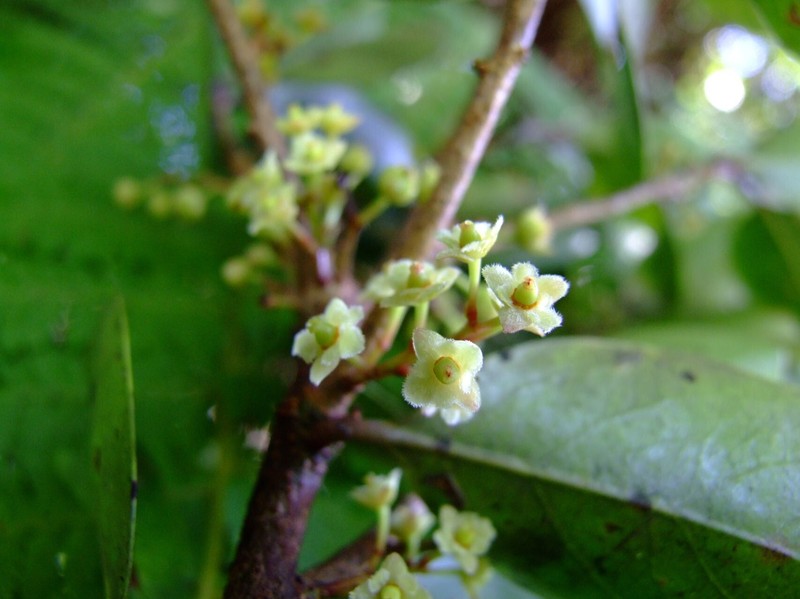 Xylosma reticulata