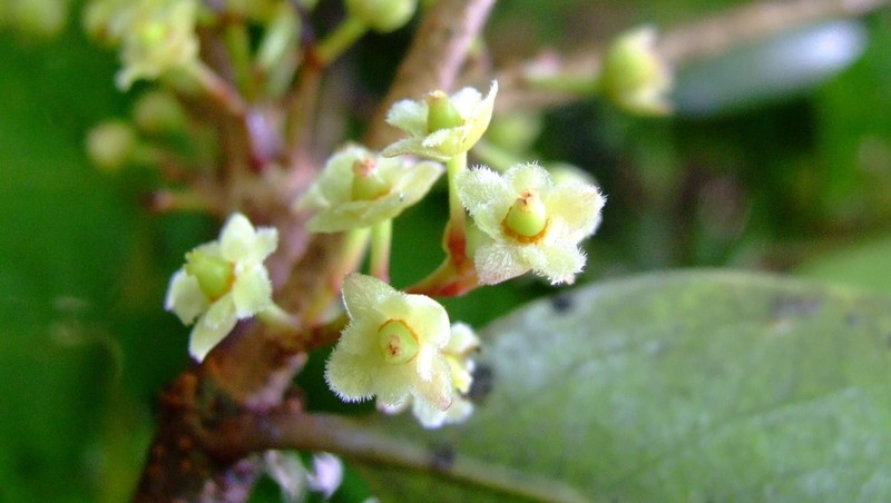Xylosma reticulata photo 2