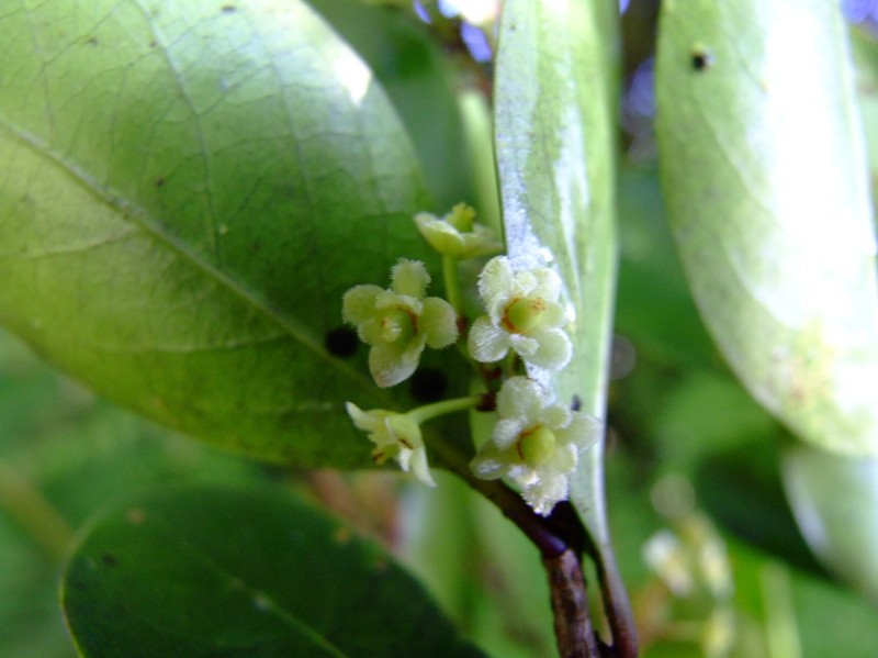 Xylosma reticulata photo 3