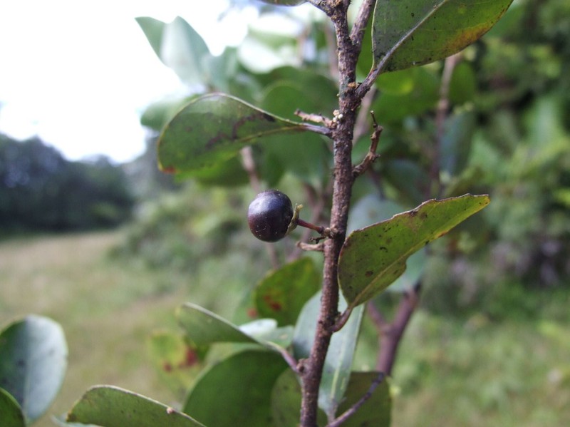 Xylosma reticulata photo 4
