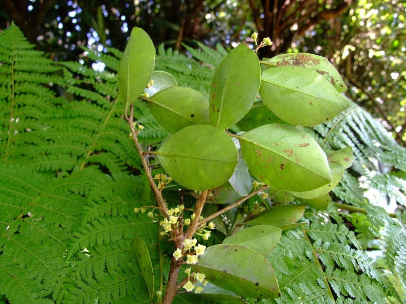 Xylosma reticulata photo 5