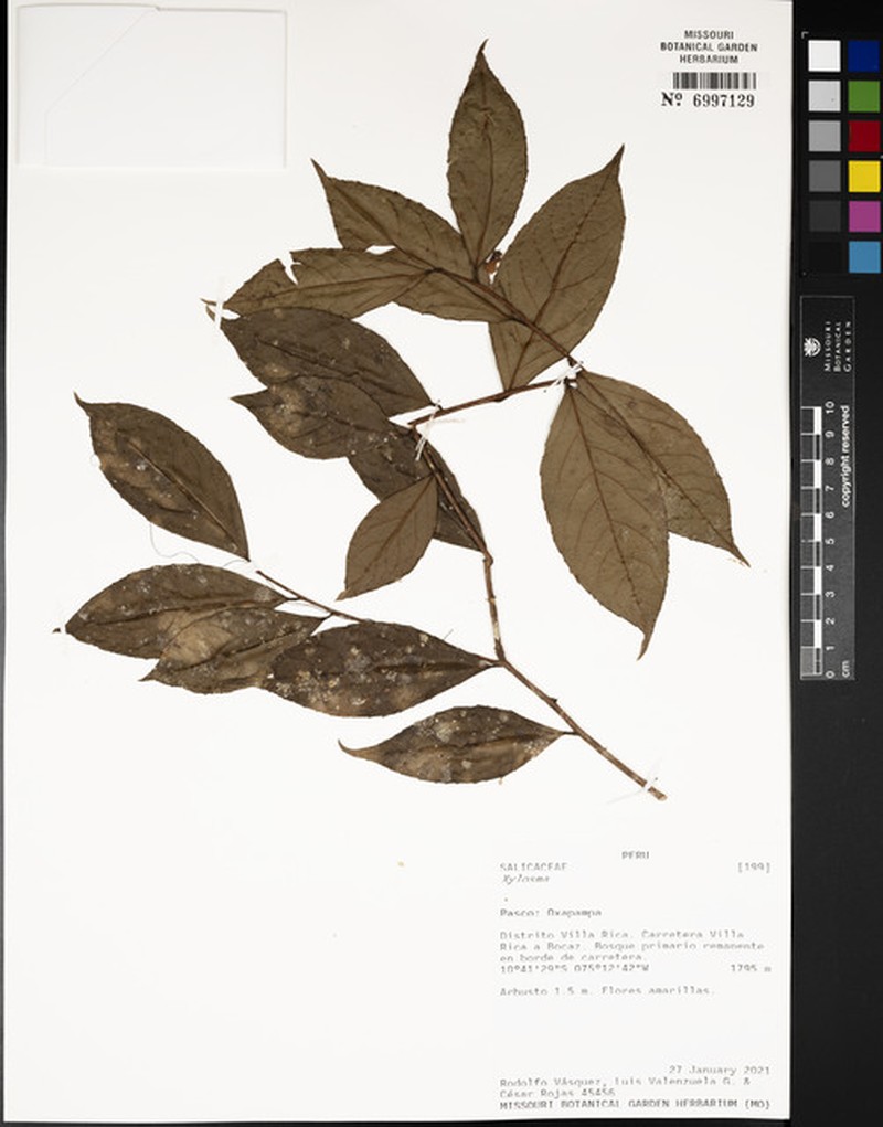 Xylosma rusbyana