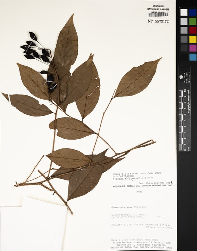 Xylosma rusbyana photo 2