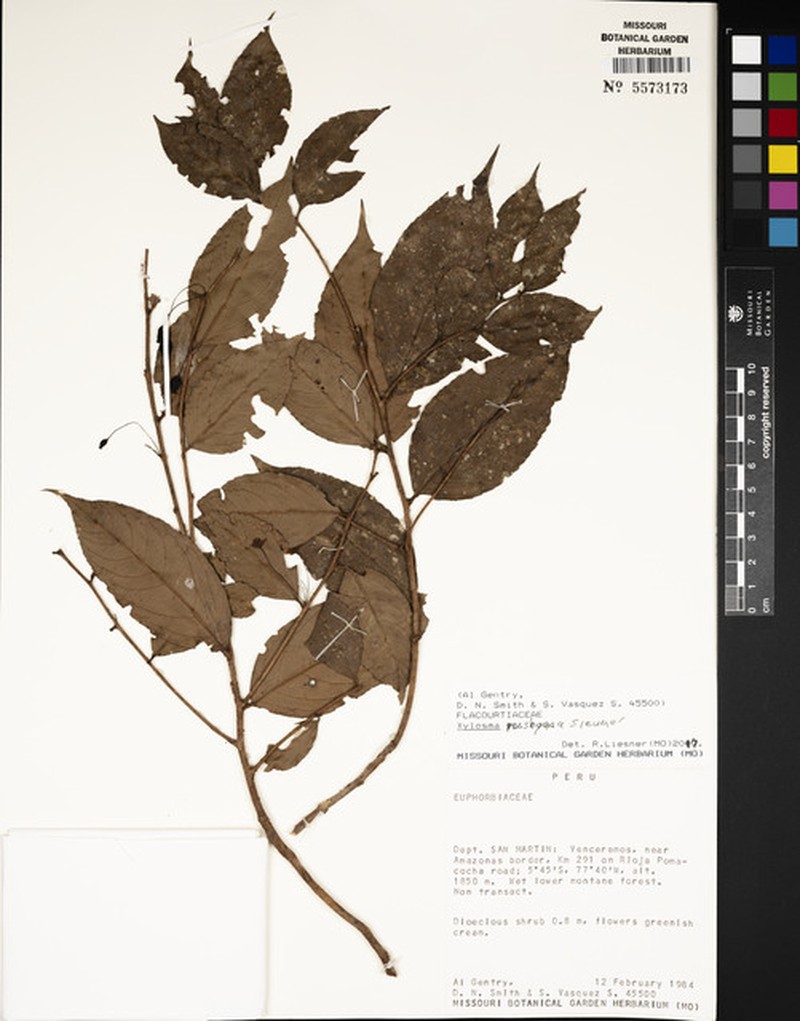 Xylosma rusbyana photo 3