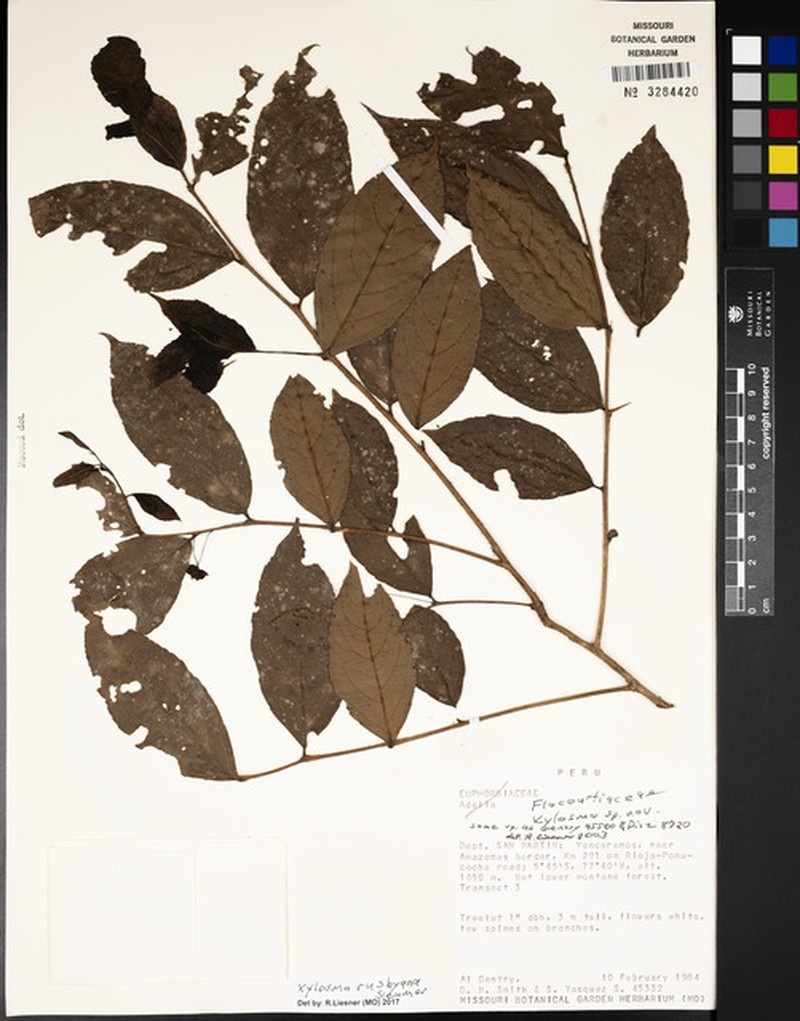 Xylosma rusbyana photo 4
