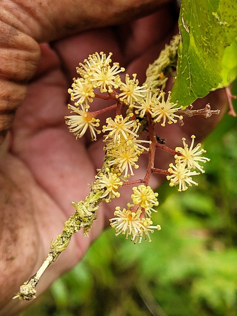 Xylosma samoensis