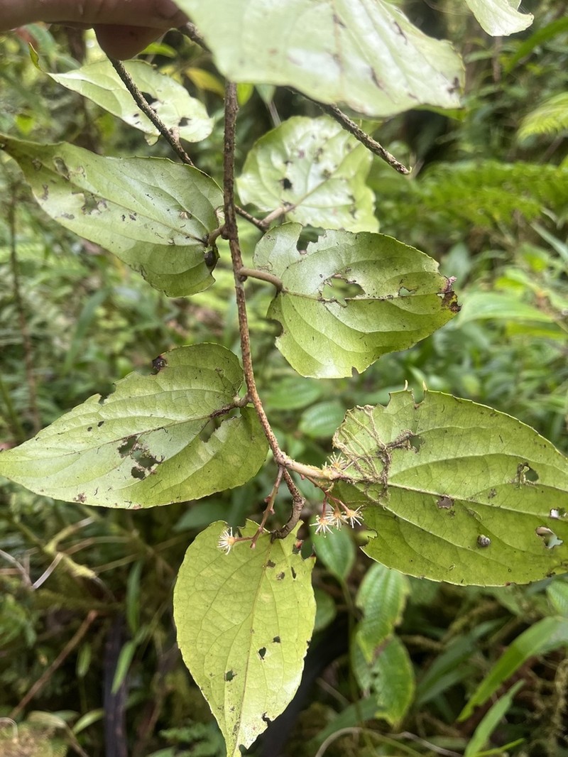 Xylosma samoensis photo 2