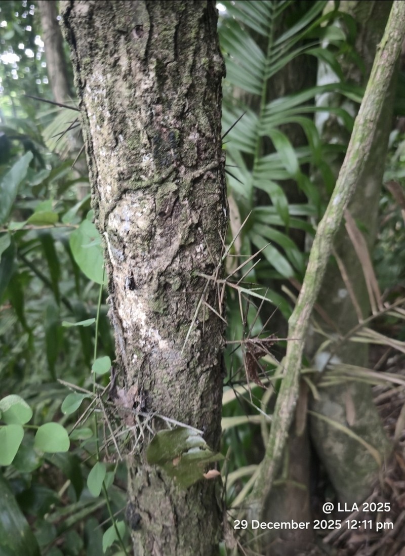 Xylosma sanctae-annae