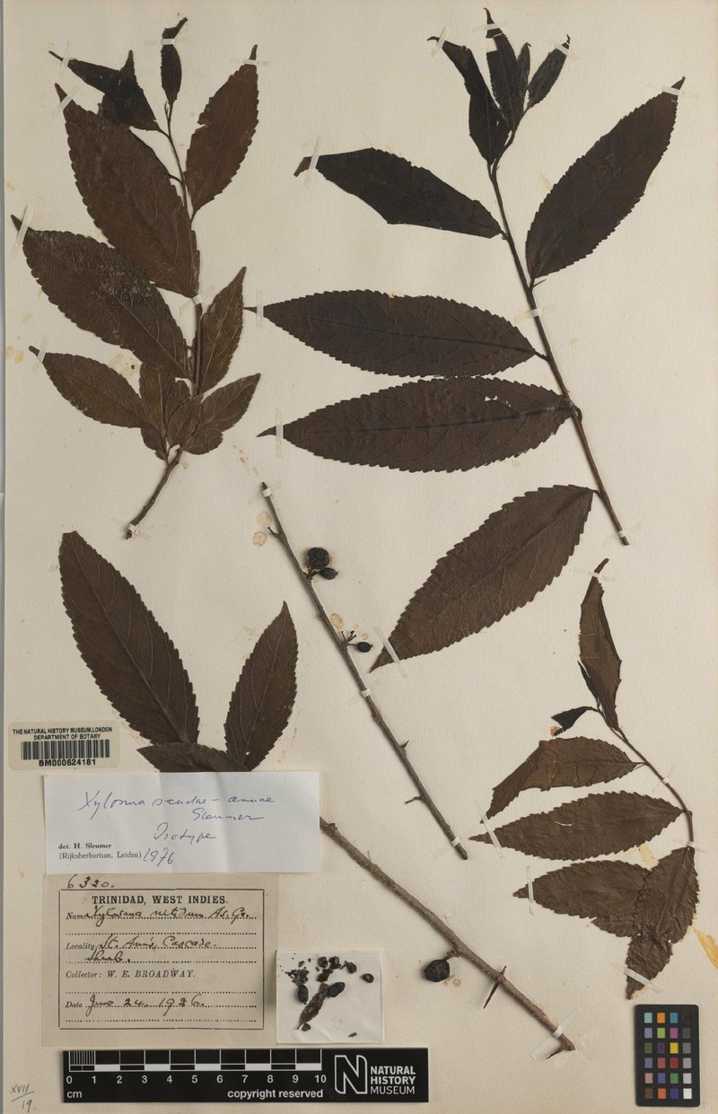 Xylosma sanctae-annae photo 2