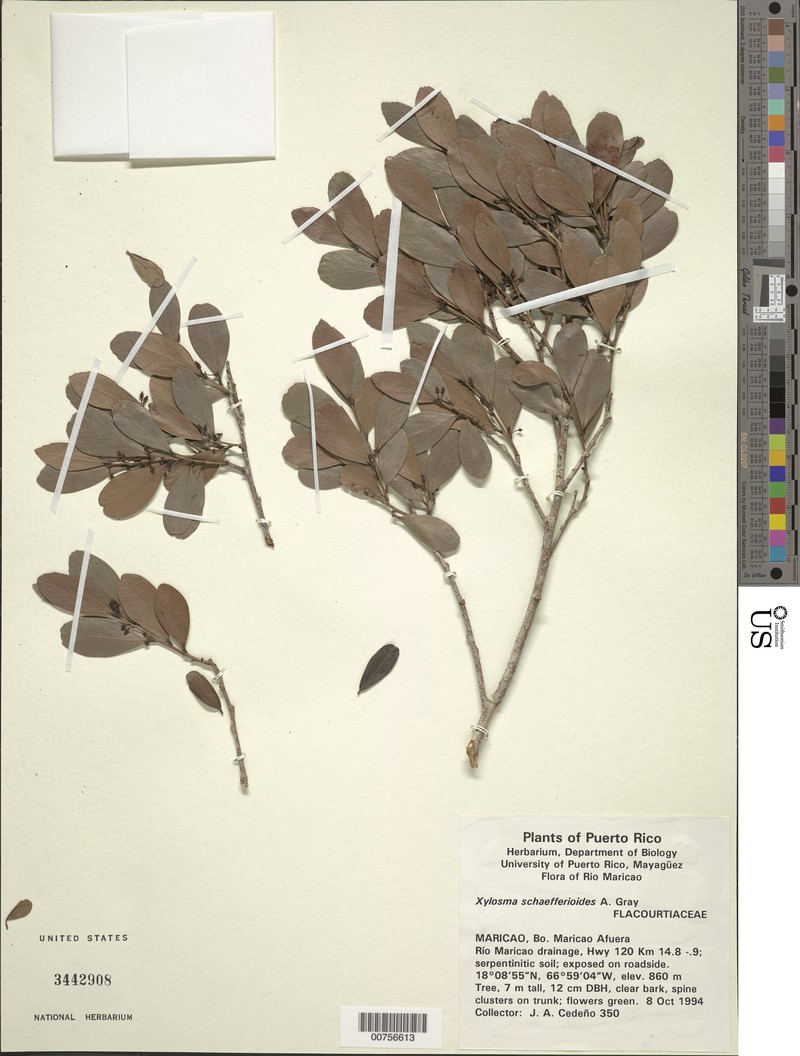 White Logwood
