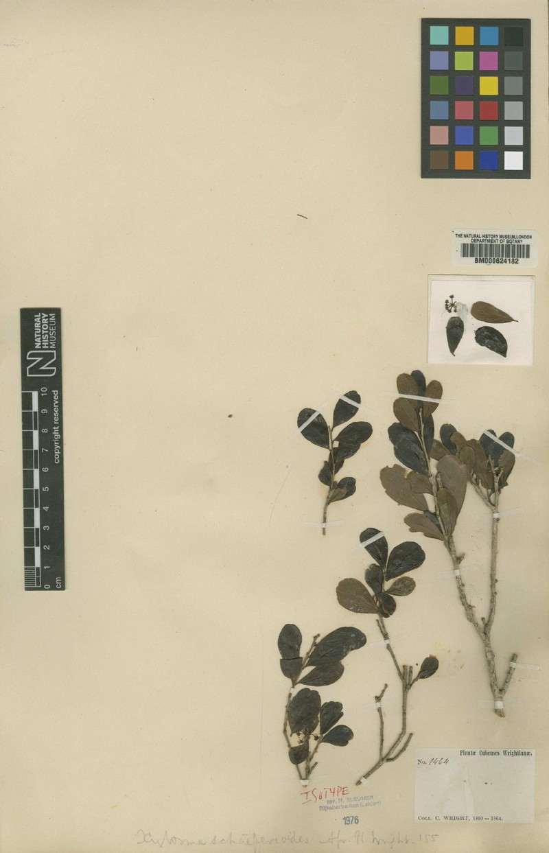 White Logwood photo 2