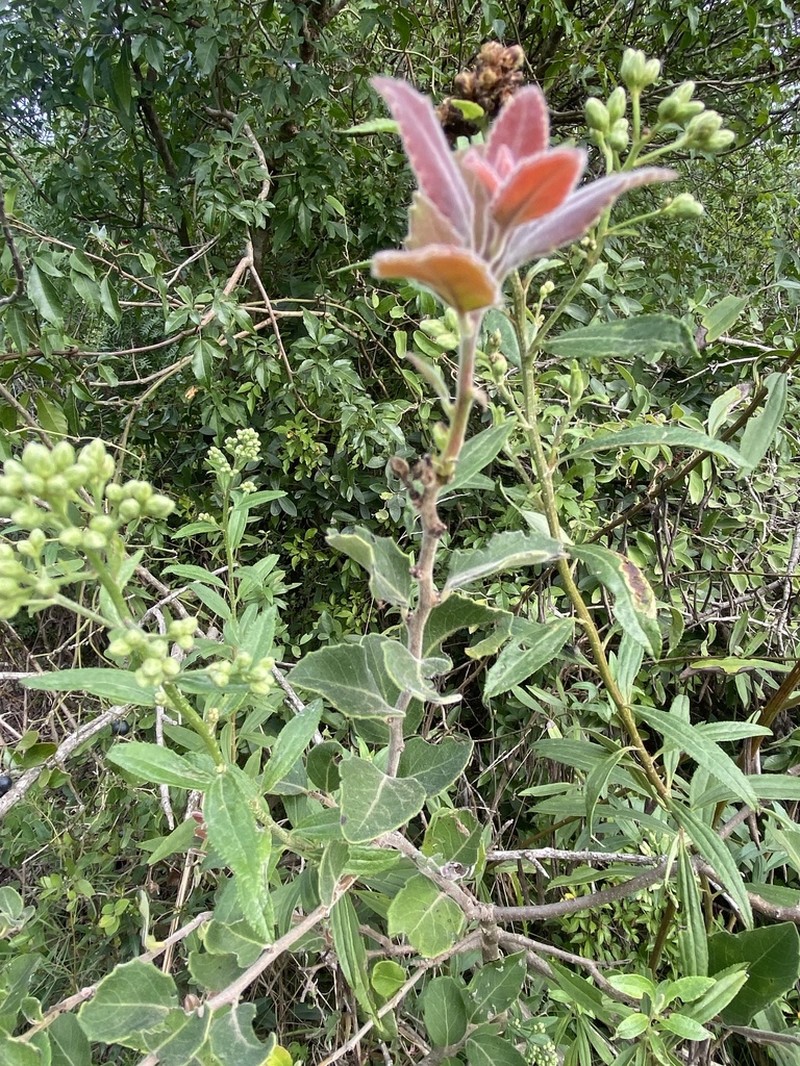 Xylosma schroederi