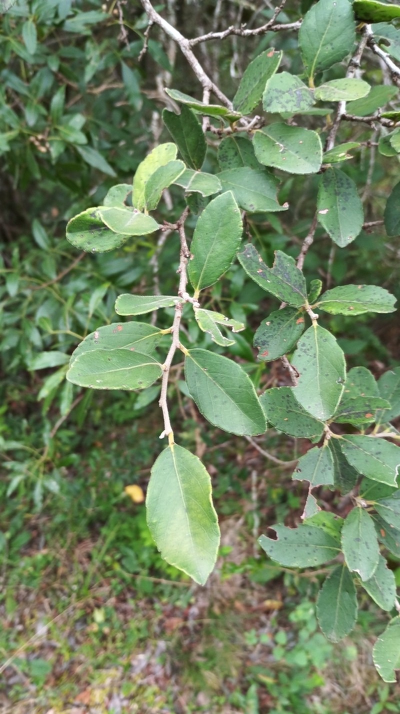 Xylosma schroederi photo 2