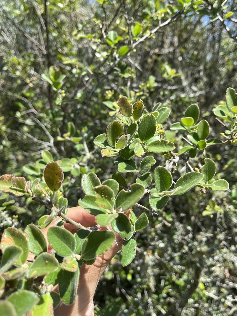 Xylosma schroederi photo 3