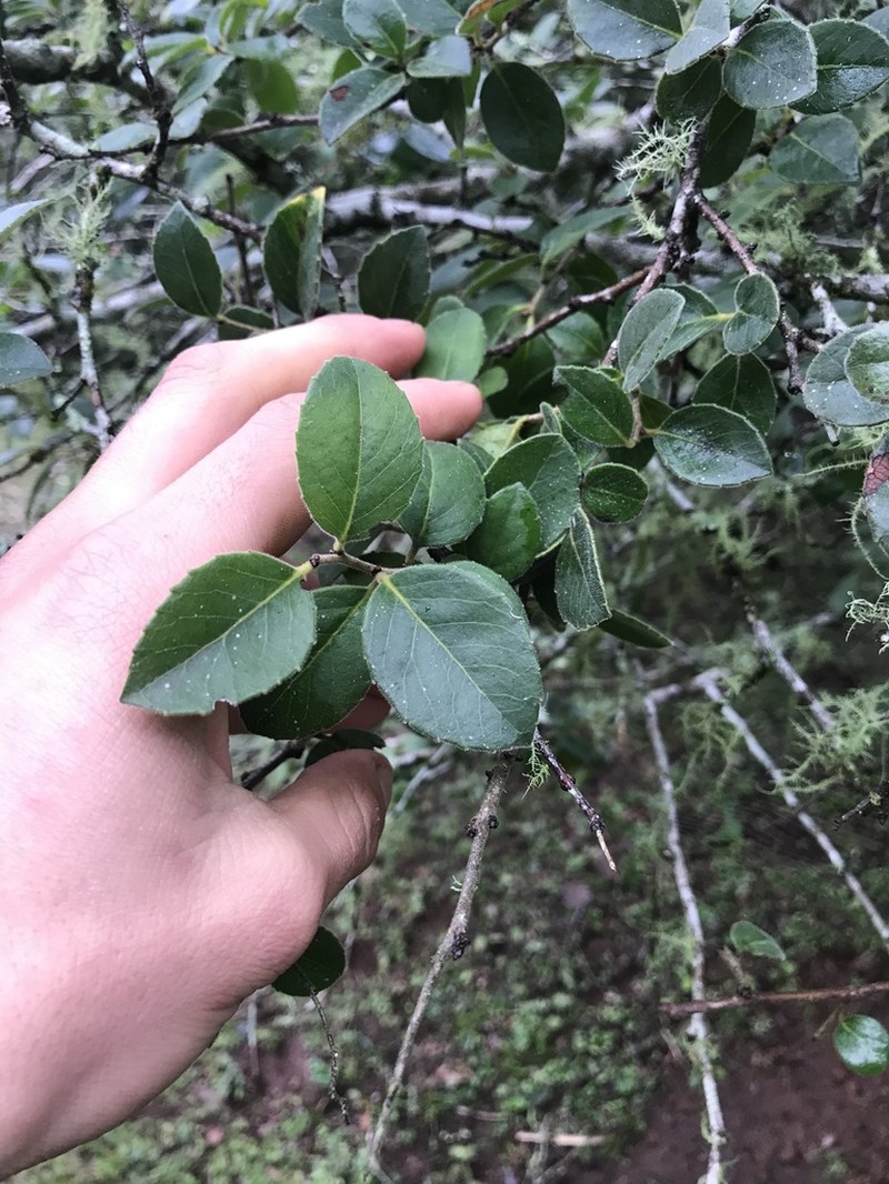 Xylosma schroederi photo 4