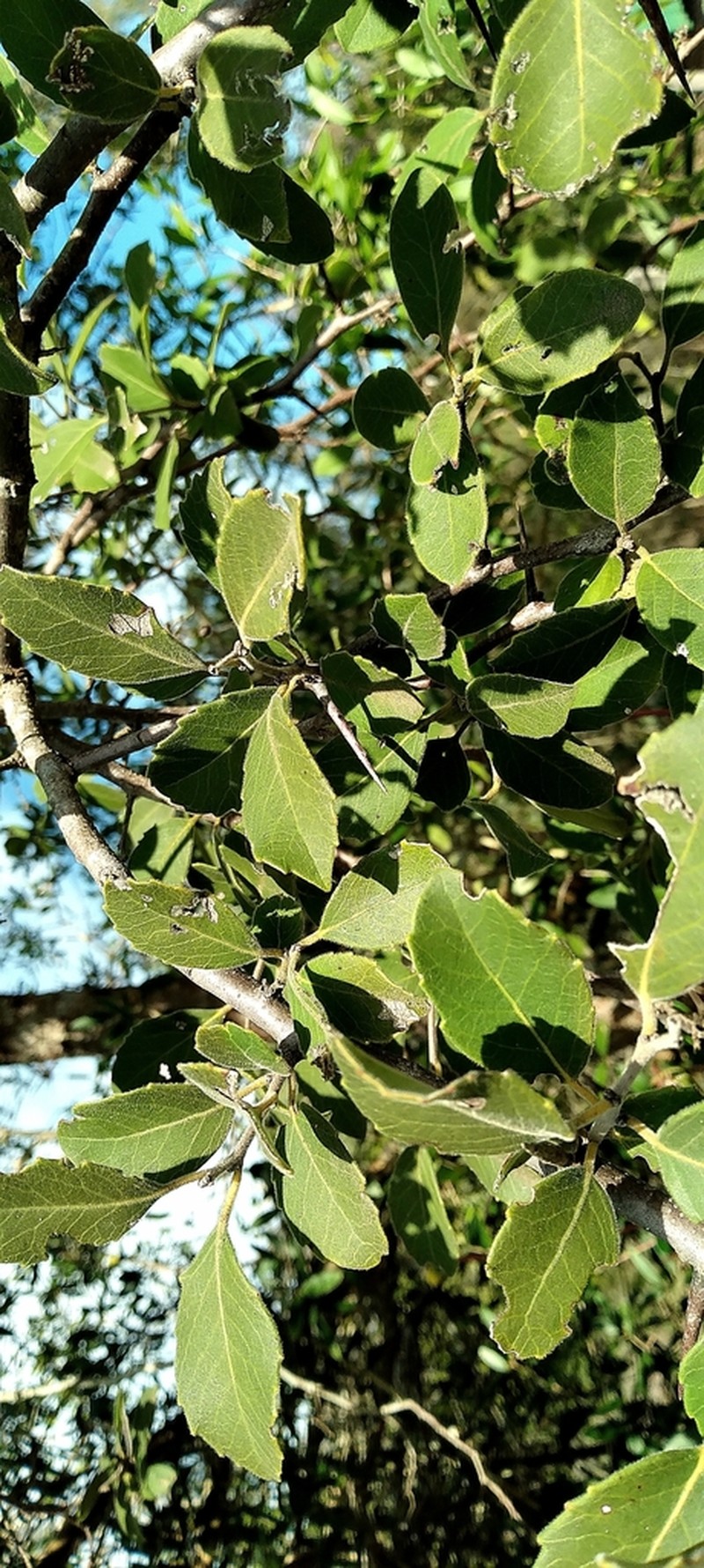Xylosma schroederi photo 5