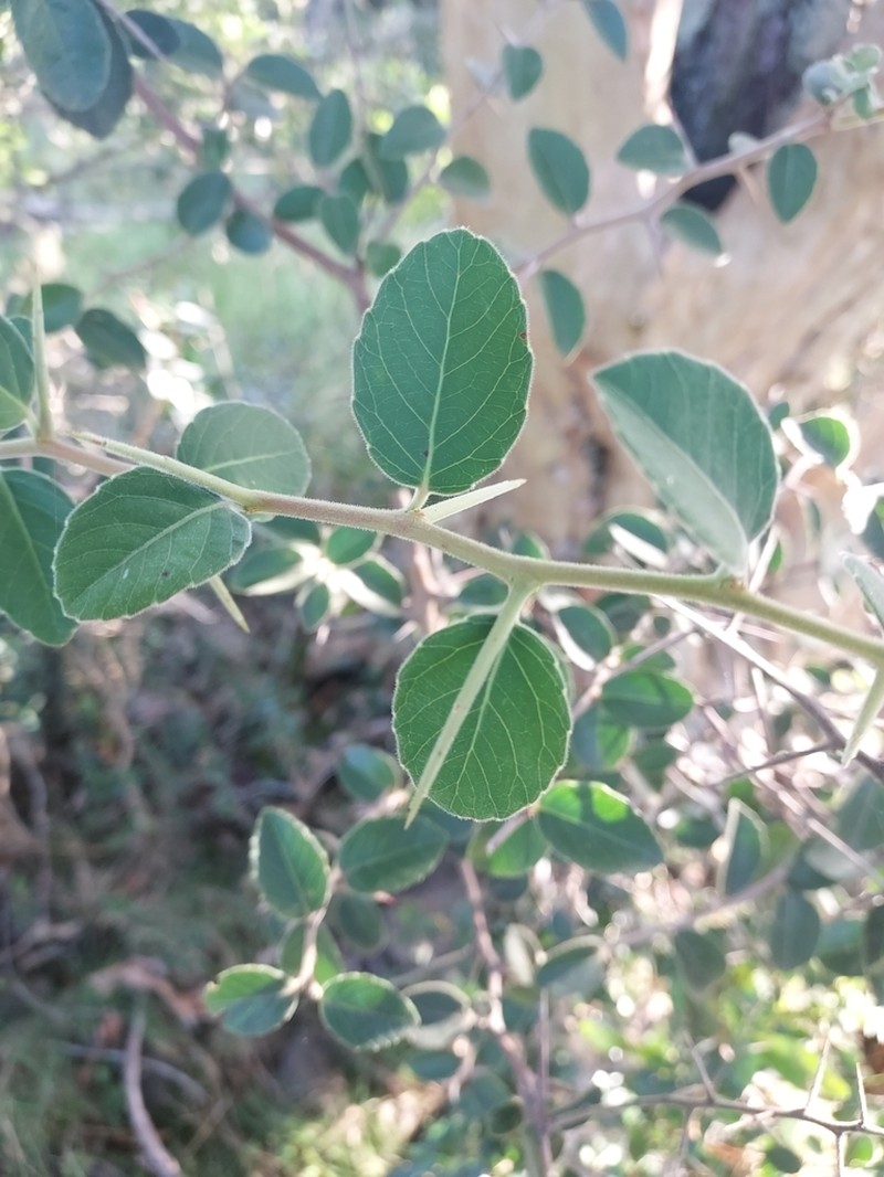 Xylosma schroederi photo 6