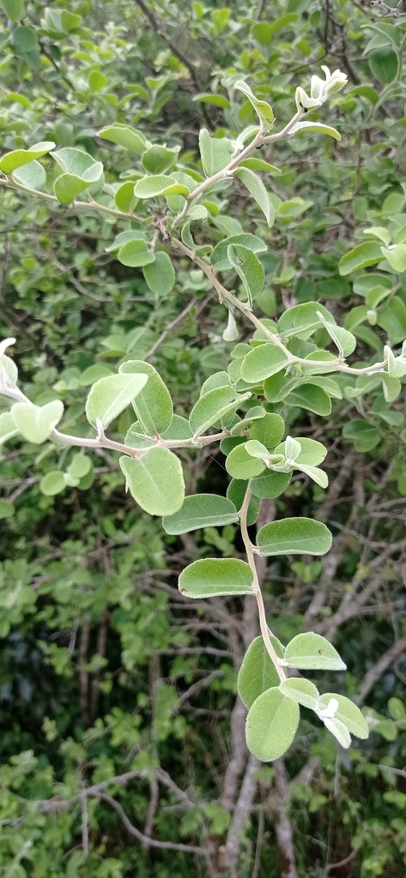 Xylosma schroederi photo 7