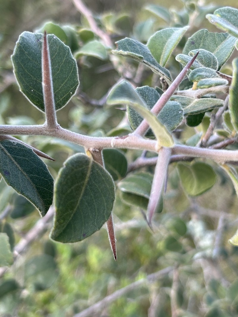 Xylosma schroederi photo 8