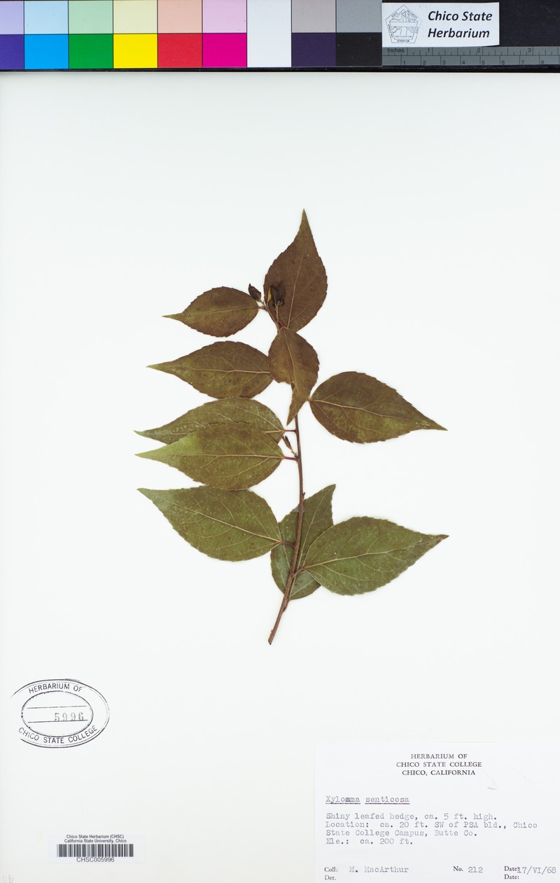 Xylosma senticosa photo 2