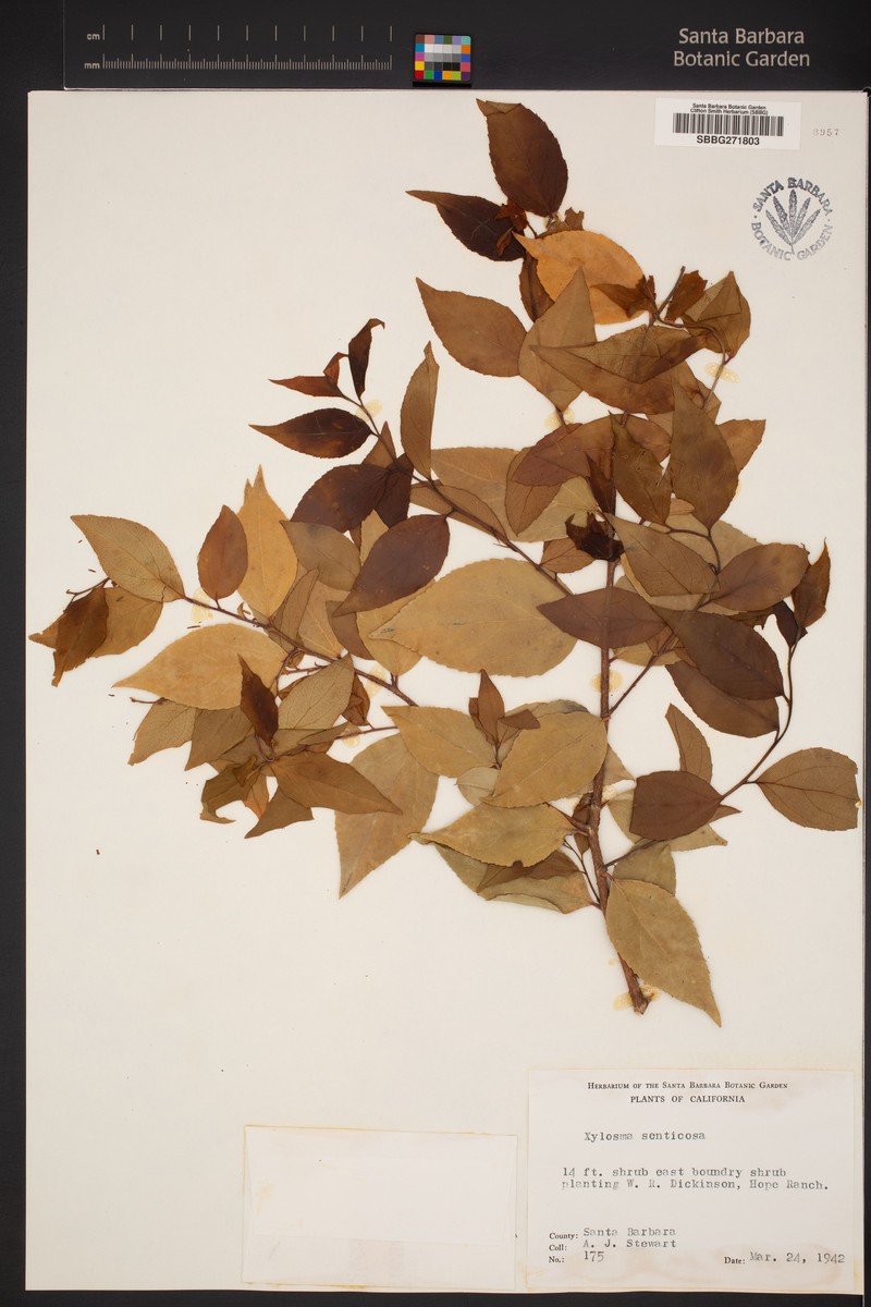 Xylosma senticosa photo 3