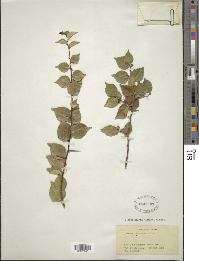 Xylosma senticosa