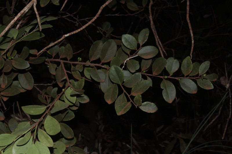 Xylosma serpentina