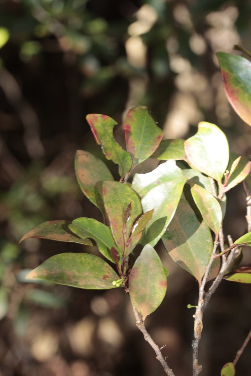 Xylosma serpentina photo 2