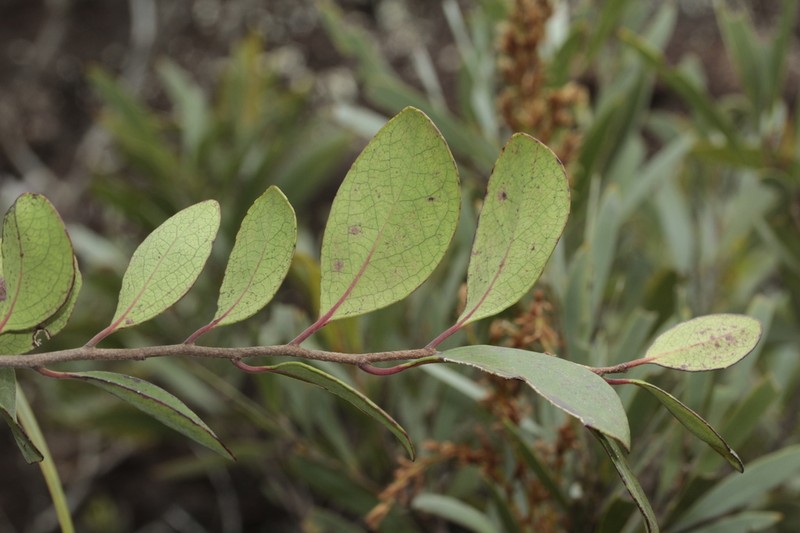 Xylosma serpentina photo 3