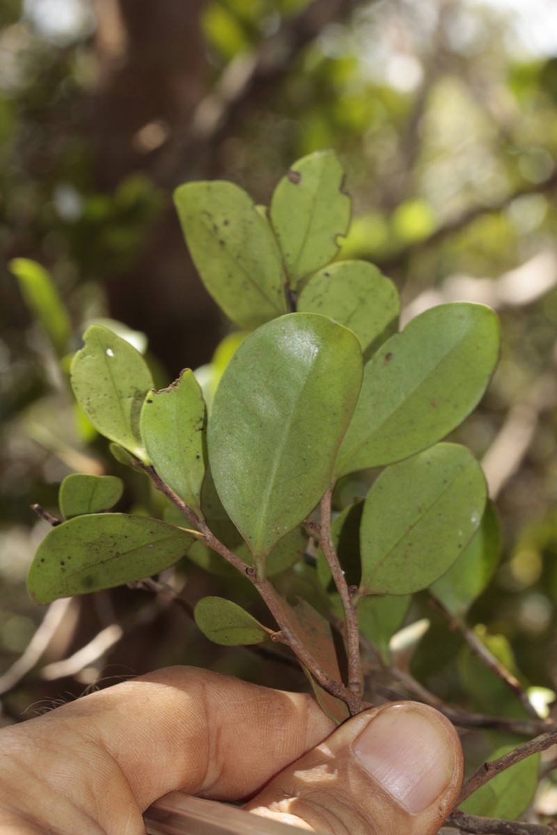 Xylosma serpentina photo 4