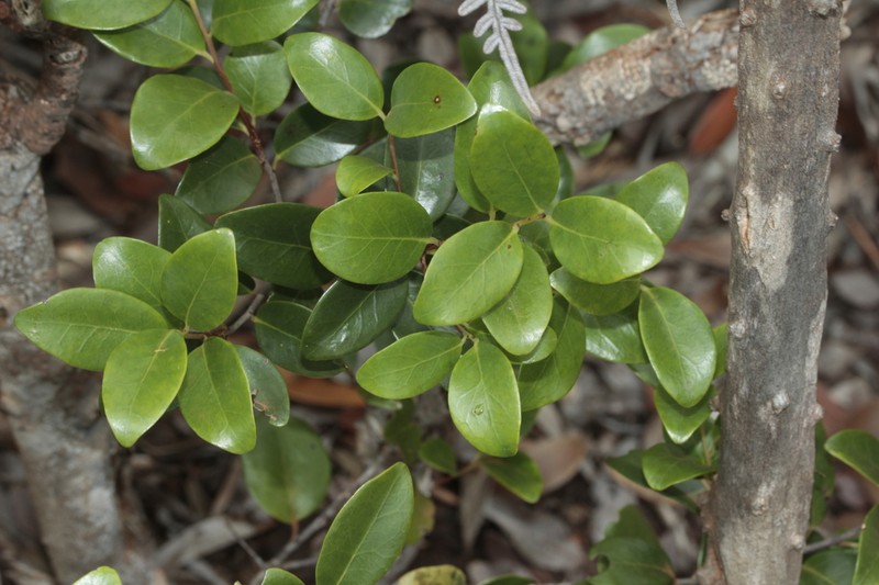 Xylosma serpentina photo 5
