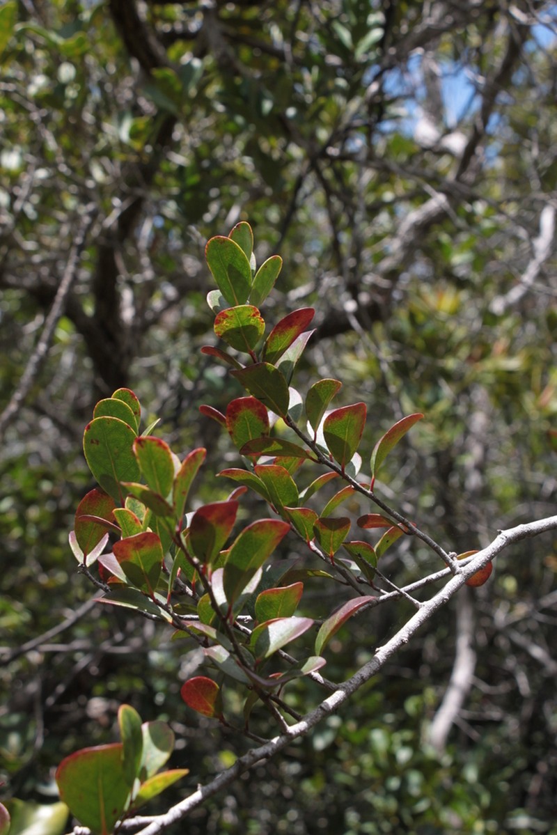Xylosma serpentina photo 6