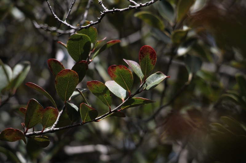 Xylosma serpentina photo 7