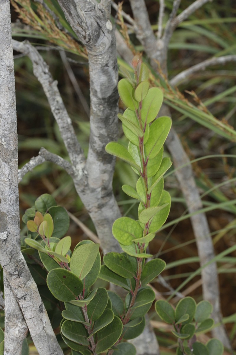 Xylosma serpentina photo 8