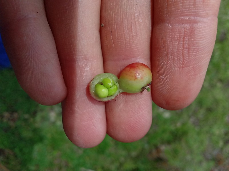 Xylosma spiculifera