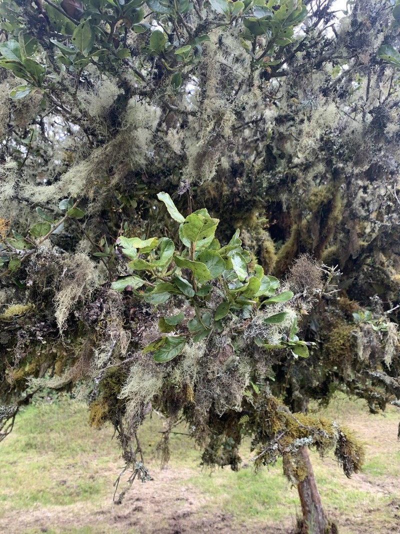 Xylosma spiculifera photo 2