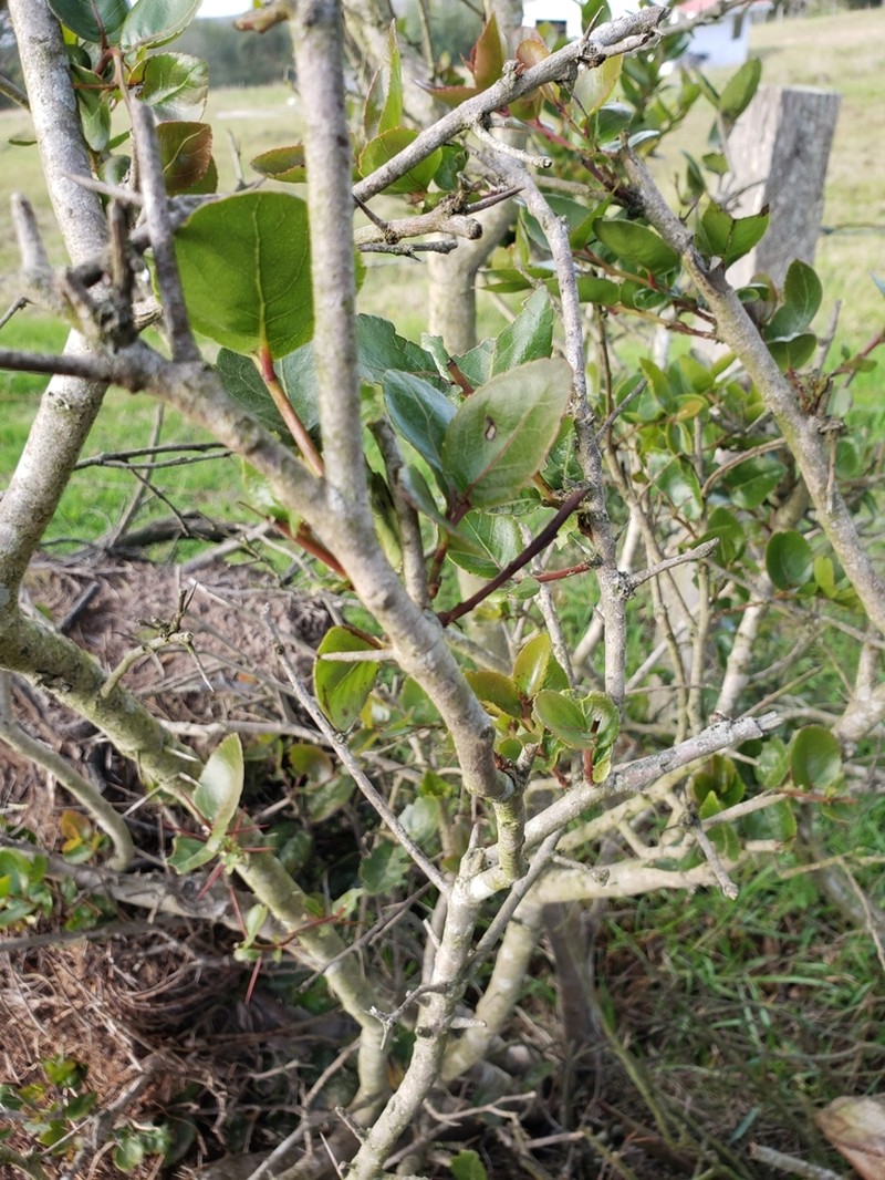 Xylosma spiculifera photo 3