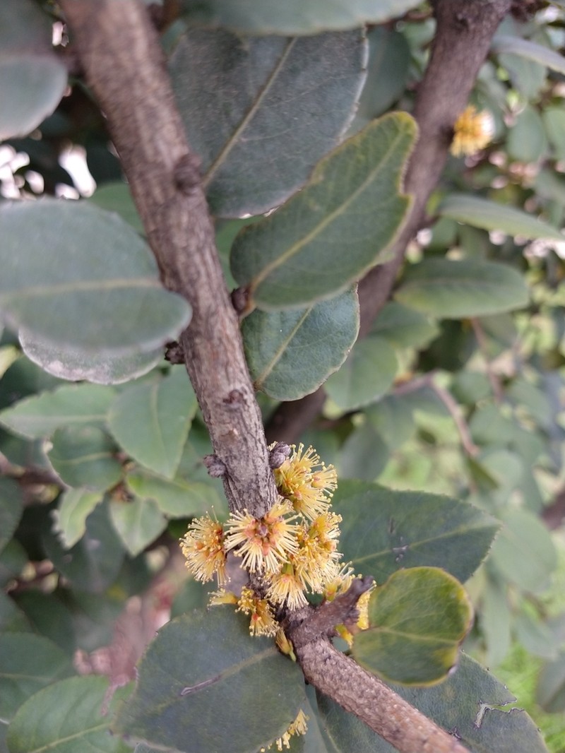 Xylosma spiculifera photo 4