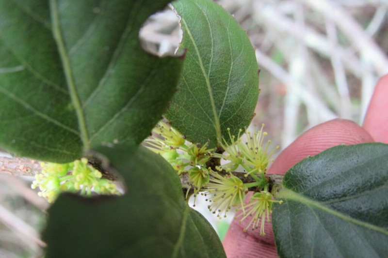 Xylosma spiculifera photo 5