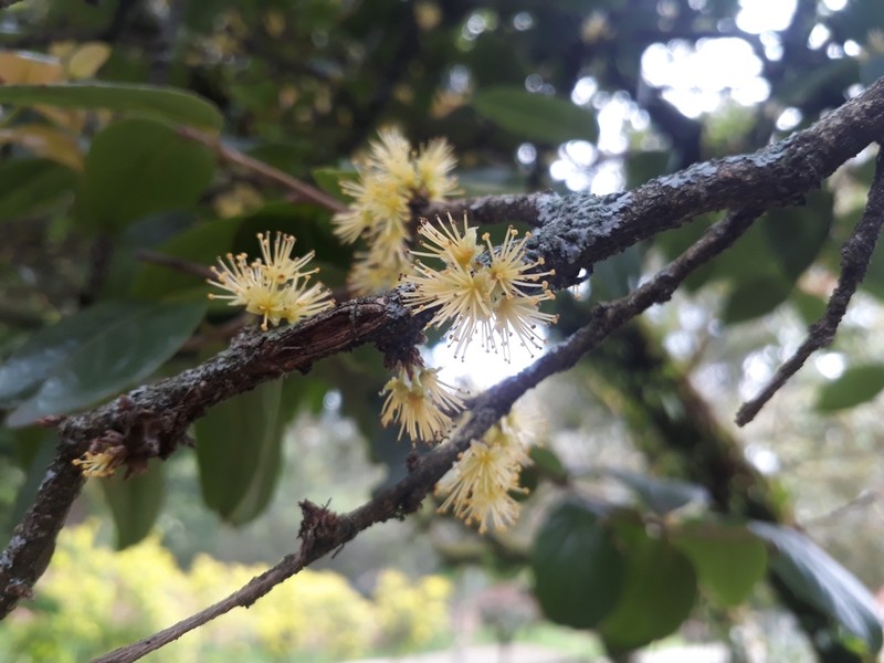 Xylosma spiculifera photo 6